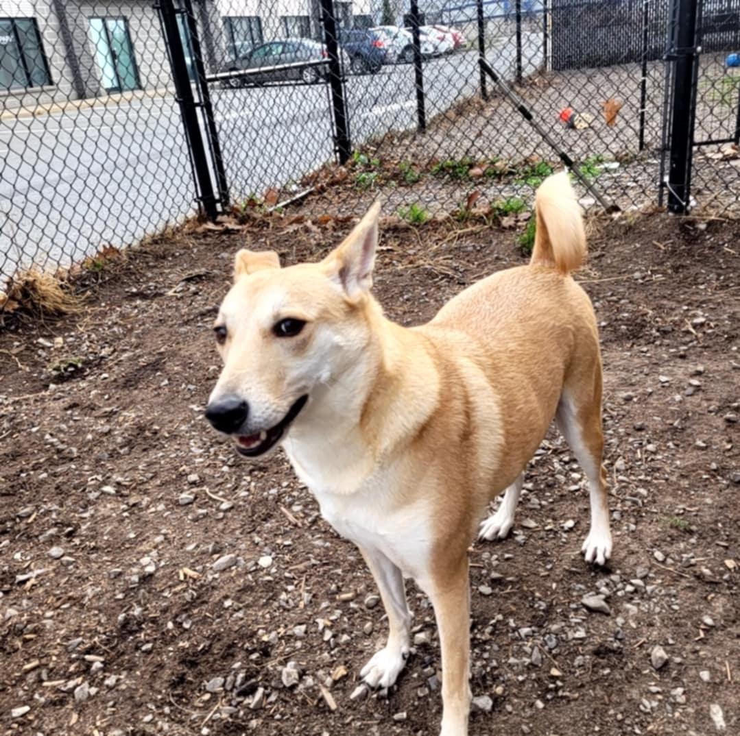 Enlarge Lilly, a Adoptable mixed breed in Vaudreuil-Dorion, QC image 1/6