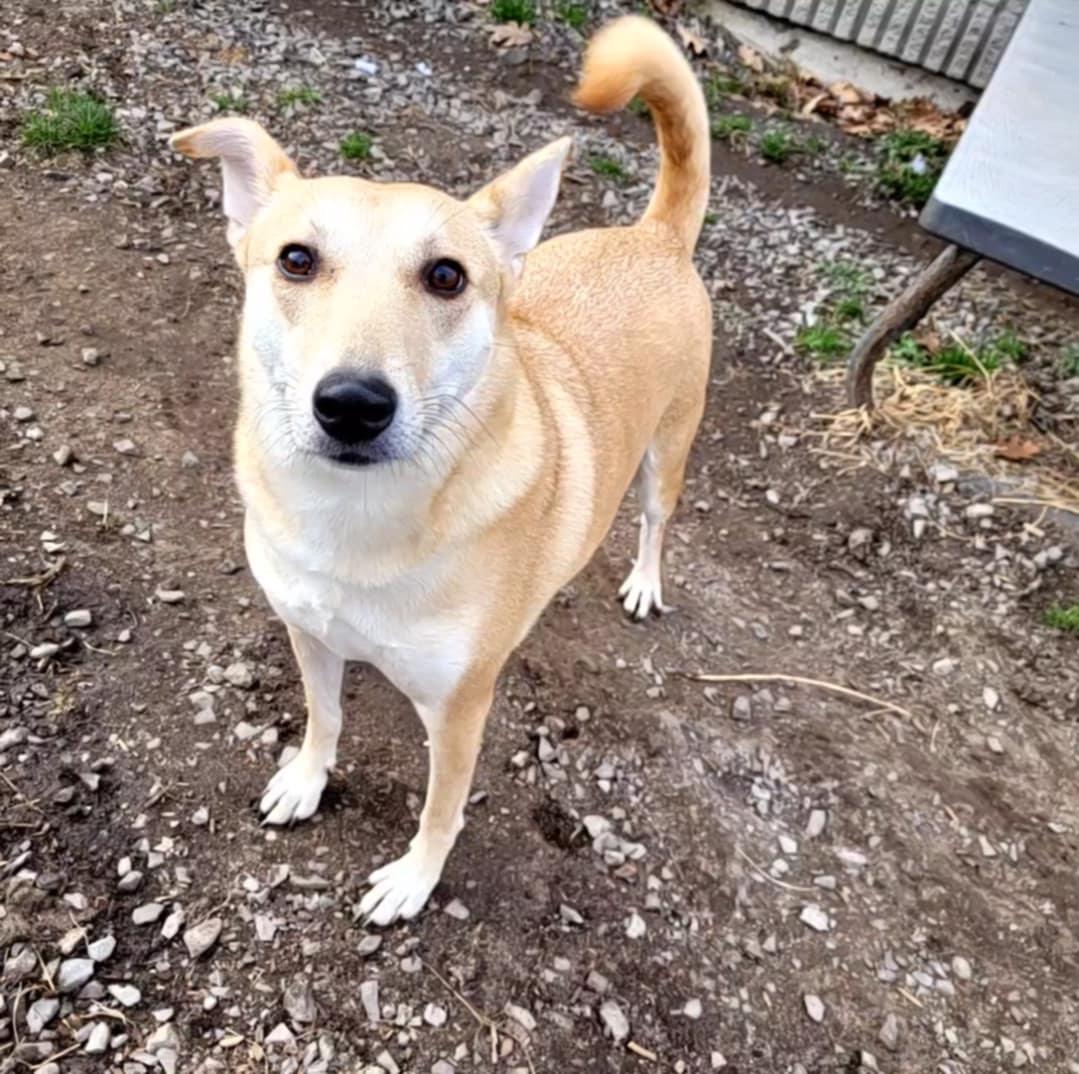 Enlarge Lilly, a Adoptable mixed breed in Vaudreuil-Dorion, QC image 2/6