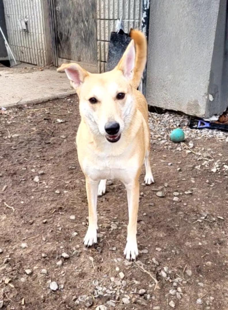 Enlarge Lilly, a Adoptable mixed breed in Vaudreuil-Dorion, QC image 3/6