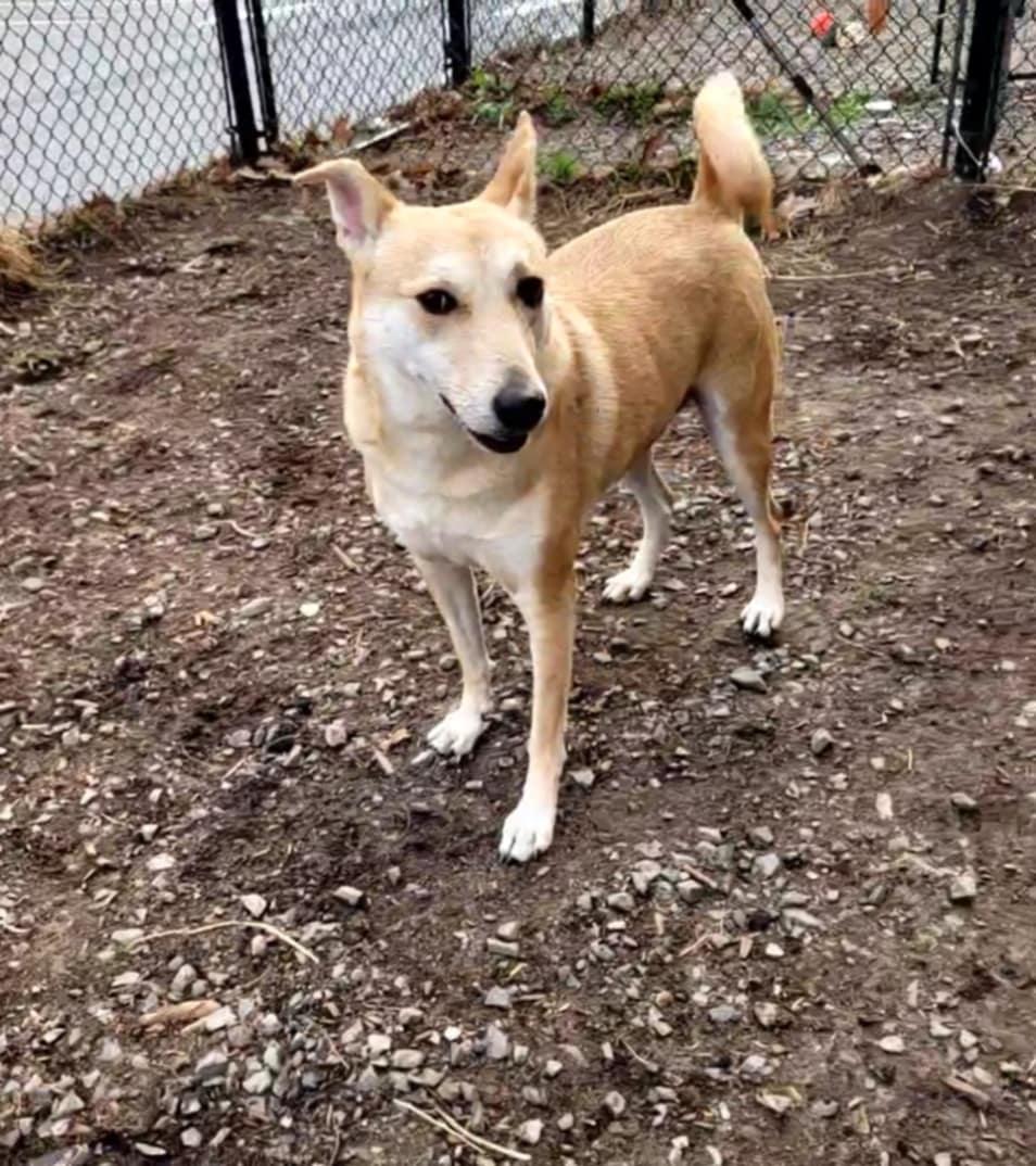 Enlarge Lilly, a Adoptable mixed breed in Vaudreuil-Dorion, QC image 4/6