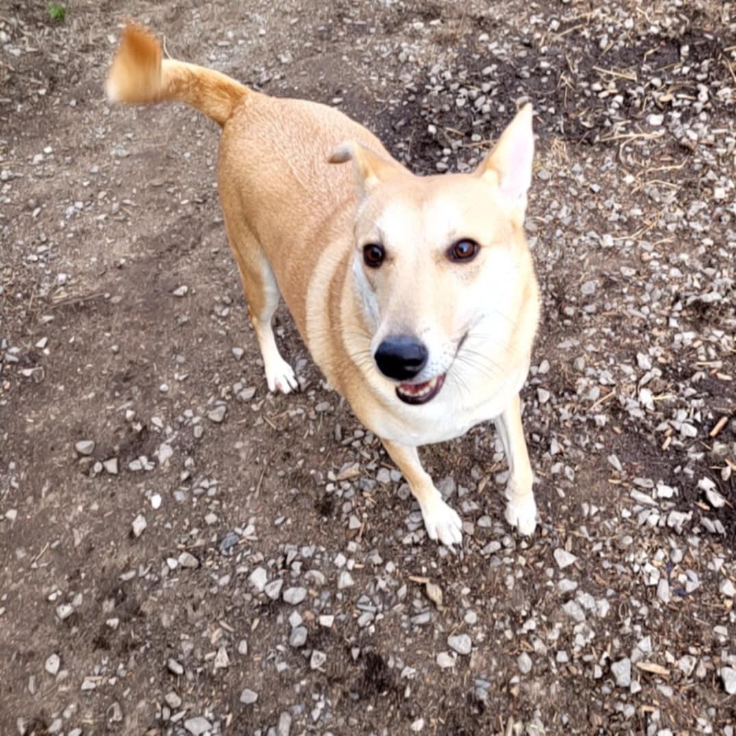 Enlarge Lilly, a Adoptable mixed breed in Vaudreuil-Dorion, QC image 5/6