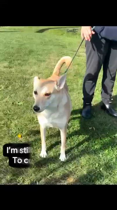 Enlarge Lilly, a Adoptable mixed breed in Vaudreuil-Dorion, QC video 6/6