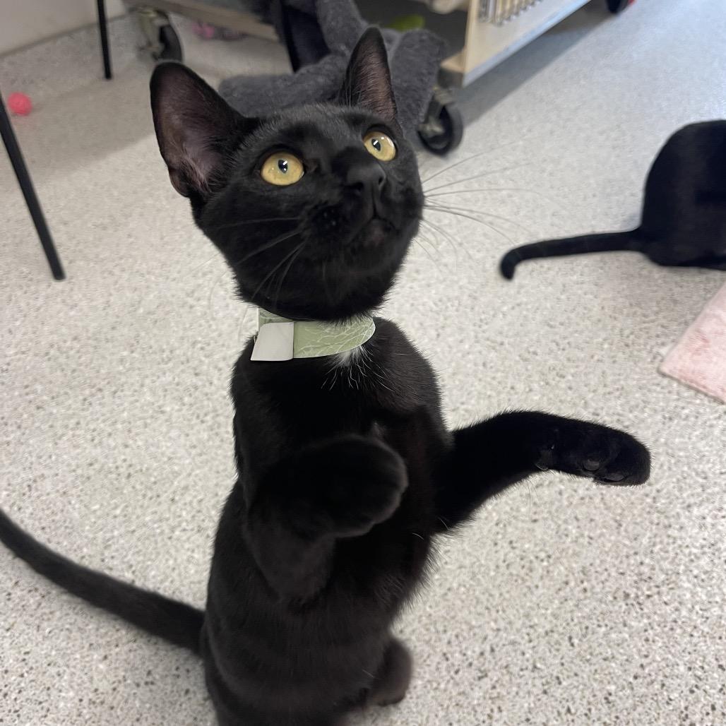 Monte, Adoptable, Young Female Domestic Medium Hair.
