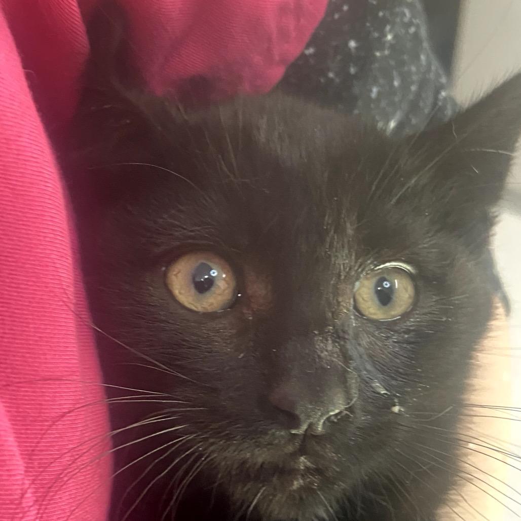 Monte, Adoptable, Kitten Female Domestic Medium Hair.