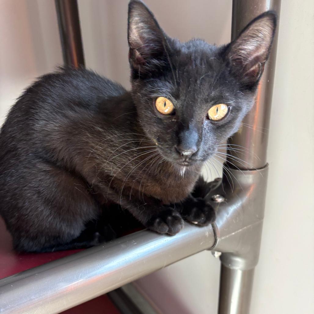 Enlarge Monte, a Adoptable Domestic Medium Hair in Winston Salem, NC image 2/2