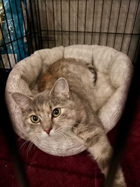 Enlarge MARGO, a Adoptable Dilute Tortoiseshell in Lake Ozark, MO image 2/3