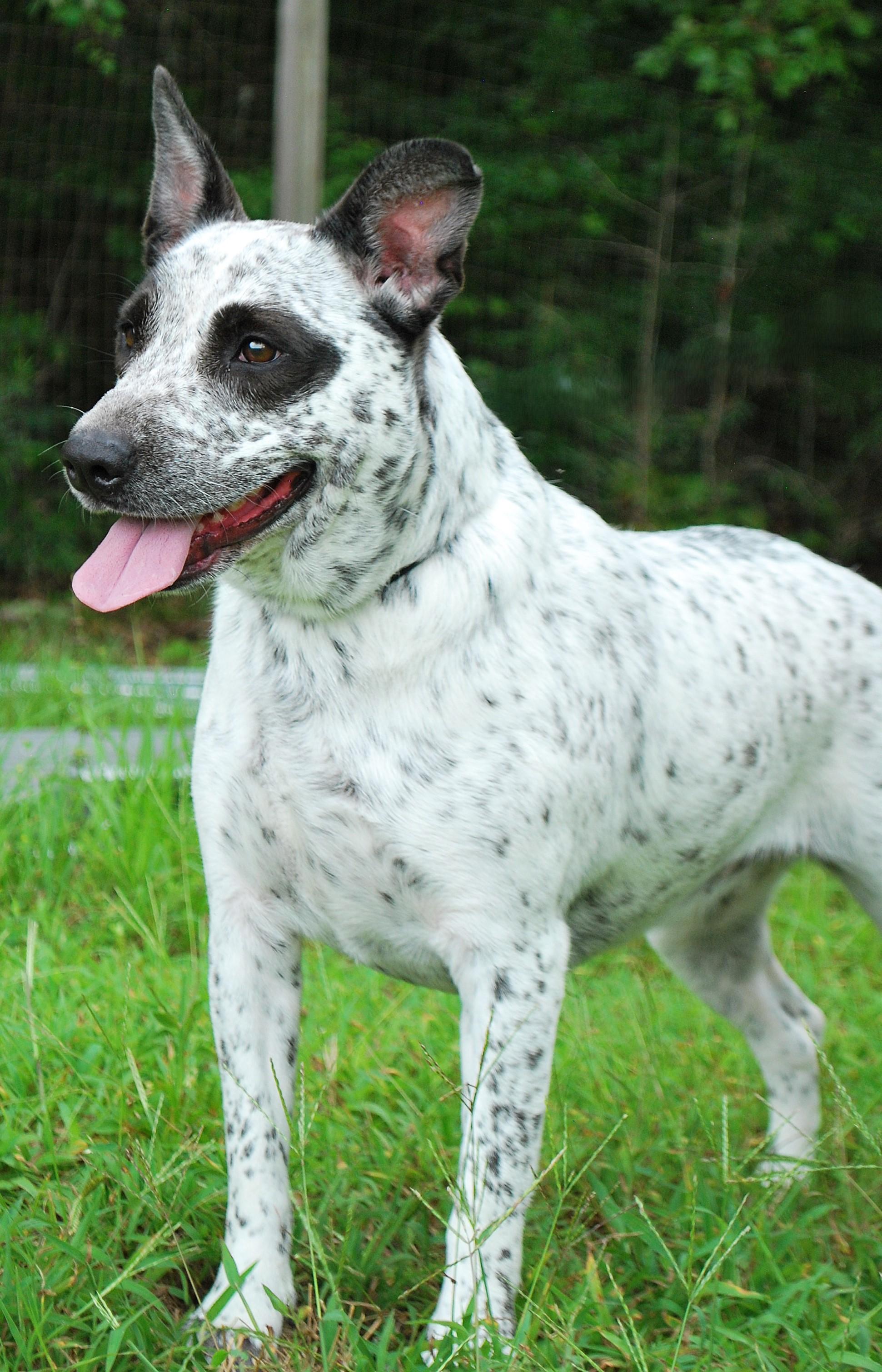 Freya, a ADOPTABLE mixed breed in manchester, TN image 4/4