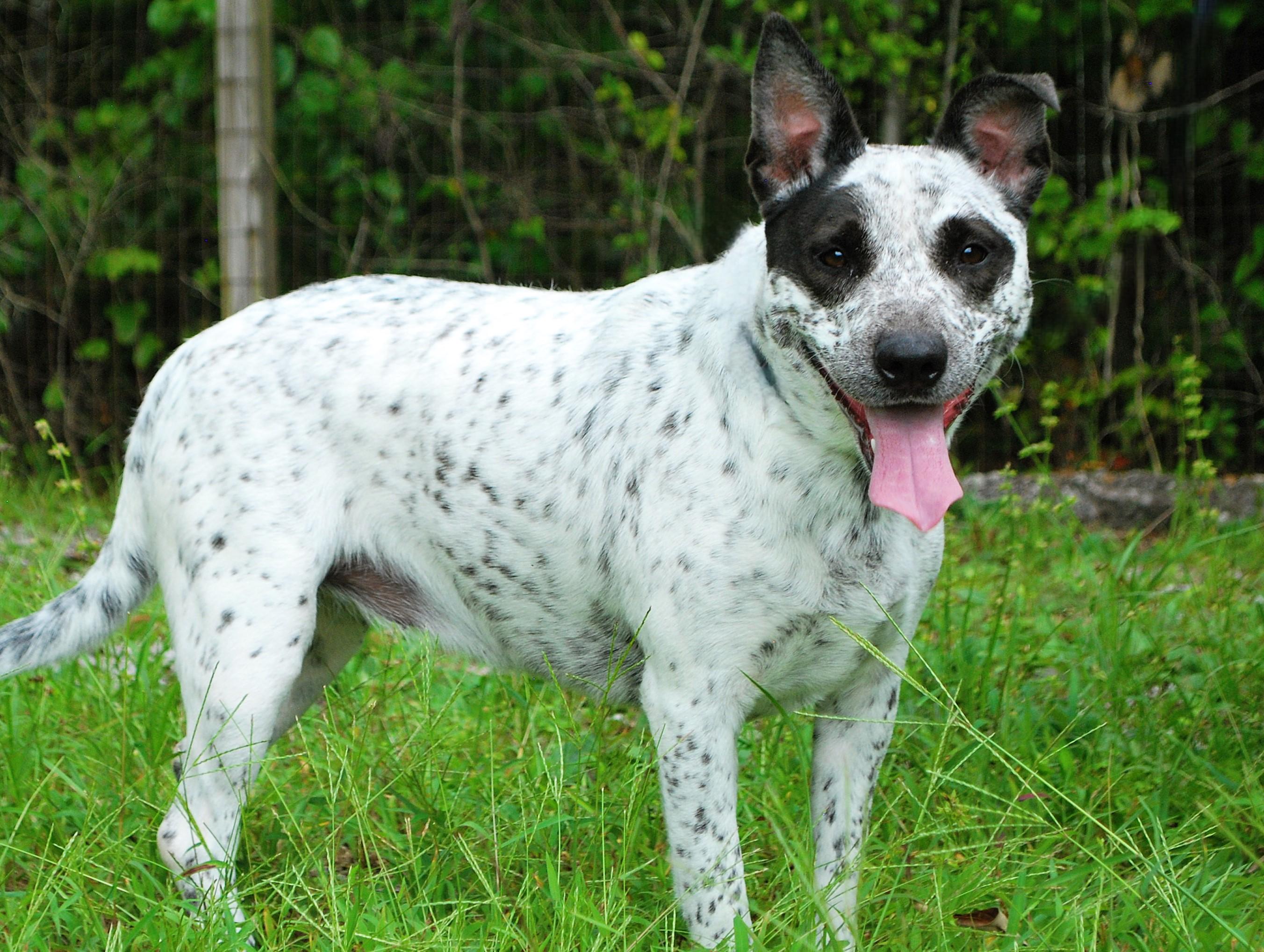 Freya, a ADOPTABLE mixed breed in manchester, TN image 3/4