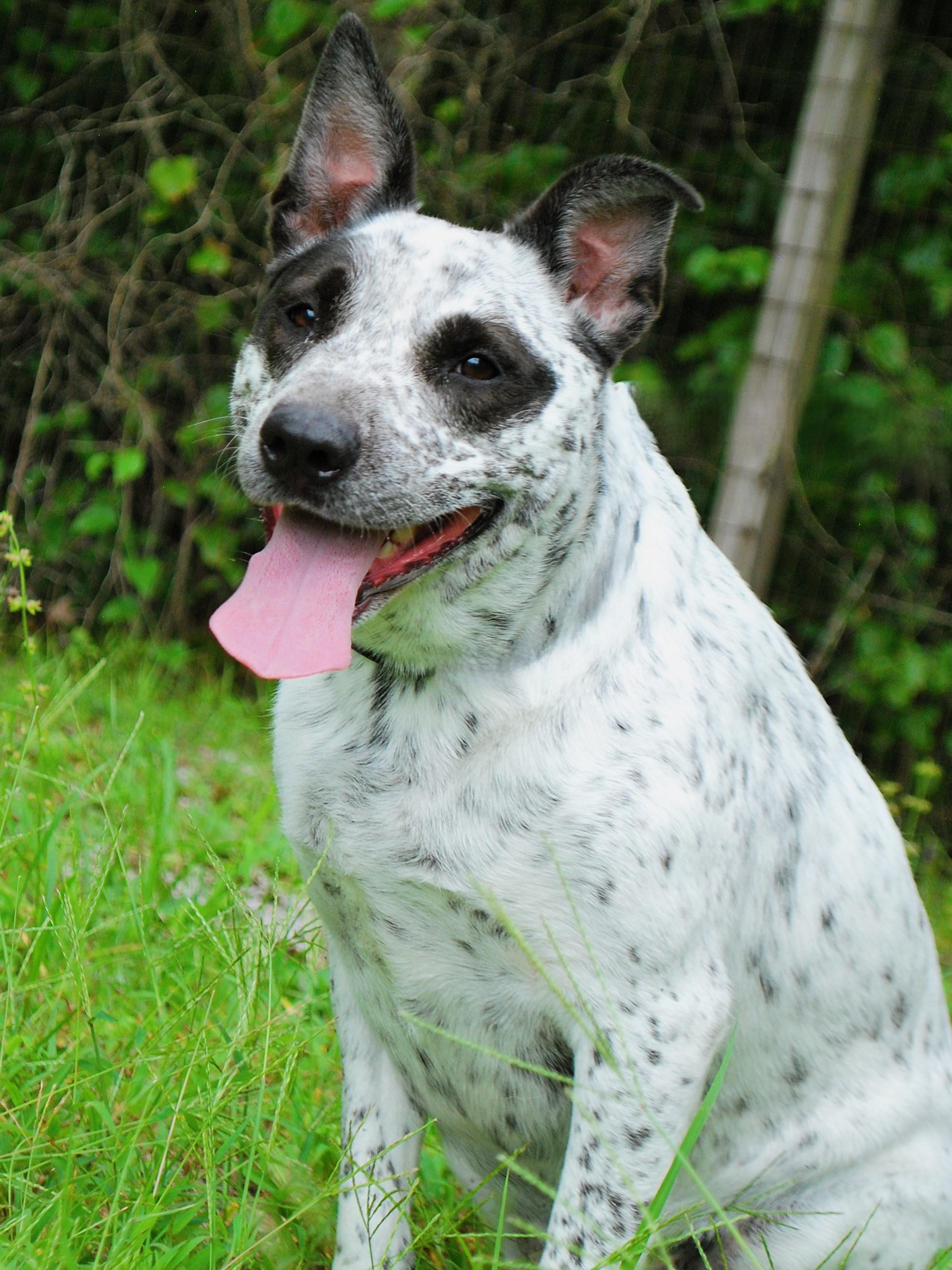 Freya, ADOPTABLE, Adult Female Australian Cattle Dog / Blue Heeler.