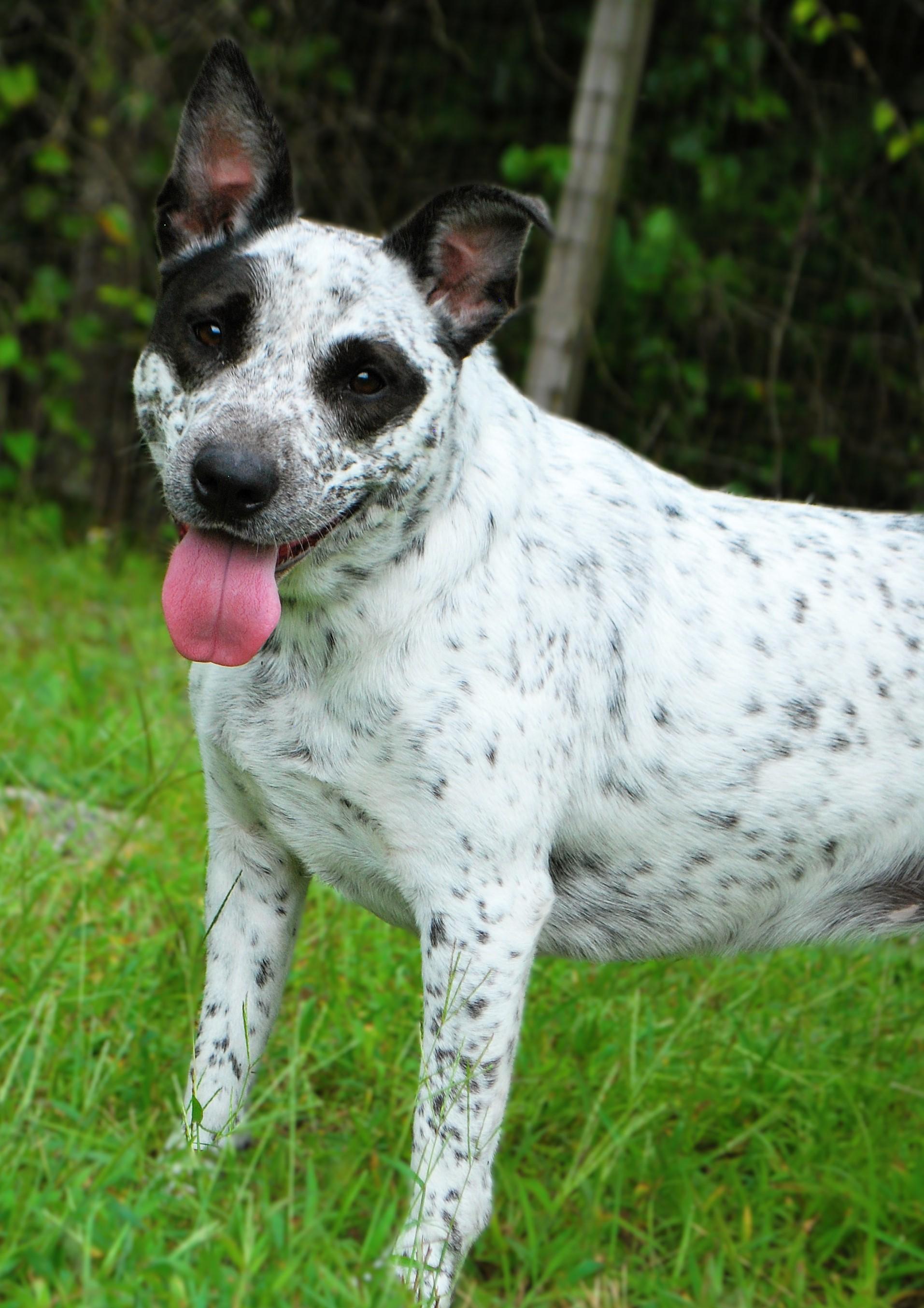 Freya, a ADOPTABLE mixed breed in manchester, TN image 2/4