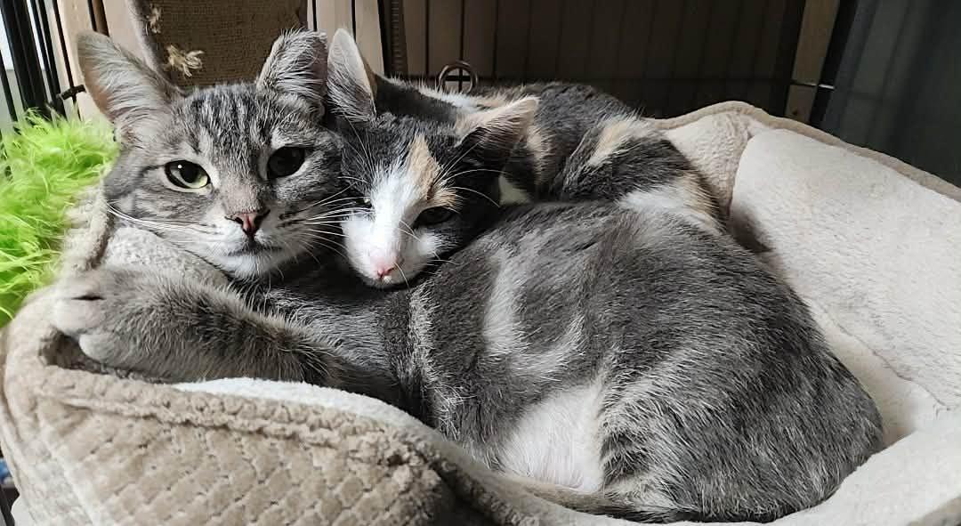 Enlarge Lola, a Adoptable mixed breed in foster city, CA image 6/6