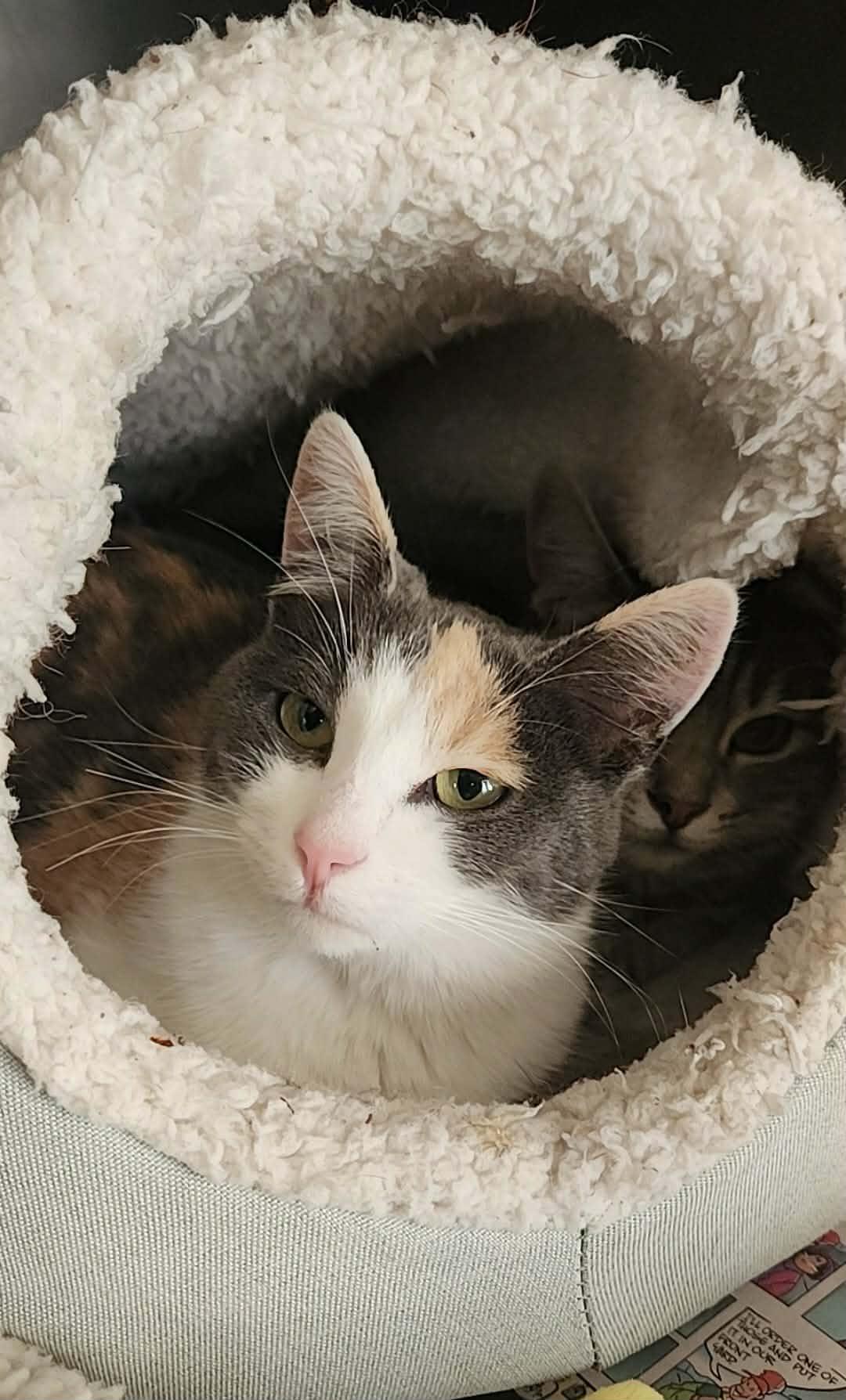 Lola, a Adoptable mixed breed in Mt View, CA image 1/6