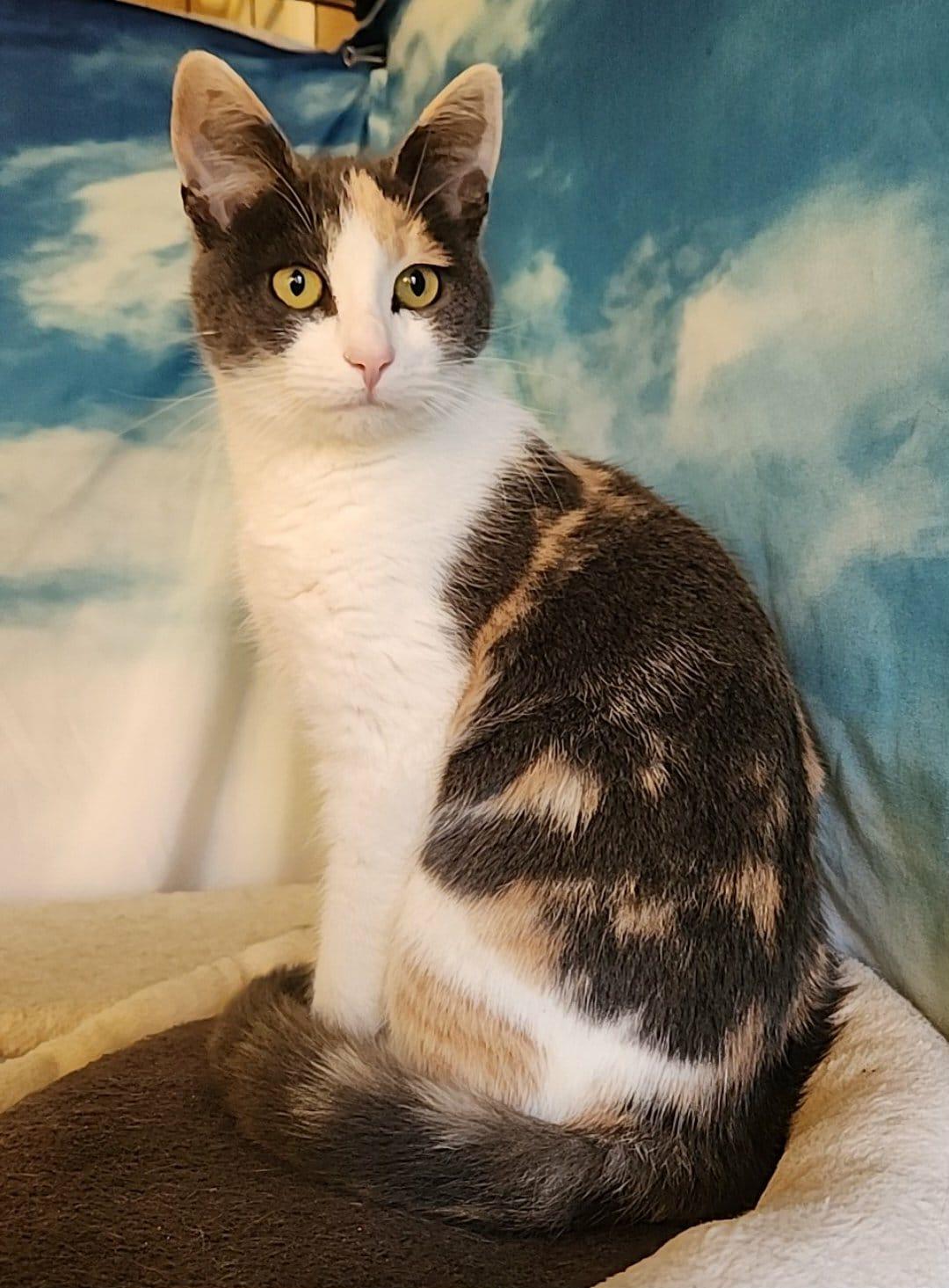 Lola, a Adoptable mixed breed in Mt View, CA image 2/6