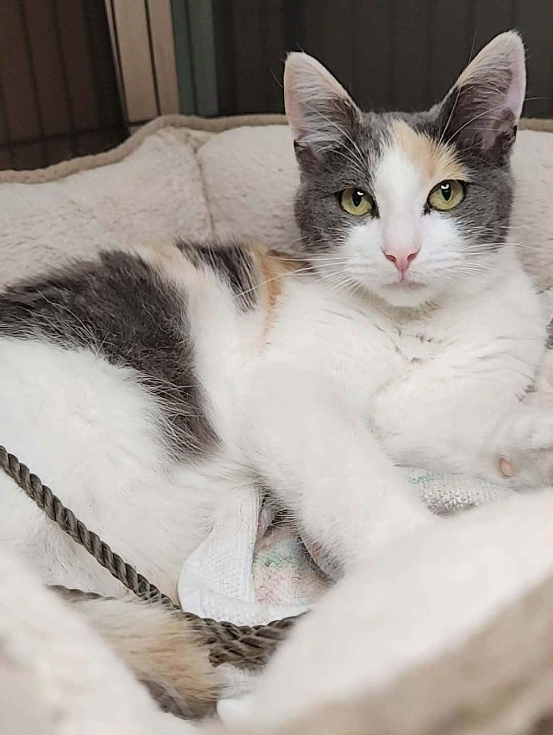 Lola, a Adoptable mixed breed in Mt View, CA image 3/6