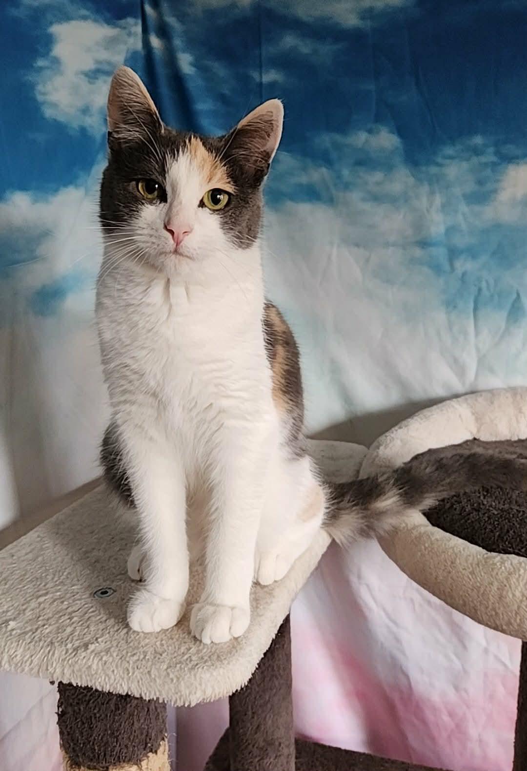 Lola, a Adoptable mixed breed in Mt View, CA image 4/6