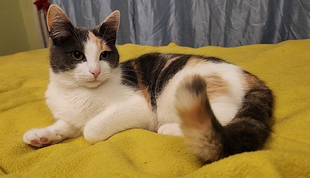 Enlarge Lola, a Adoptable mixed breed in Mt View, CA image 1/6