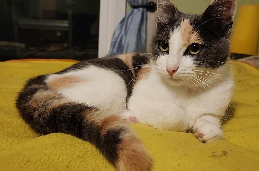 Lola, a Adoptable mixed breed in Mt View, CA image 5/6