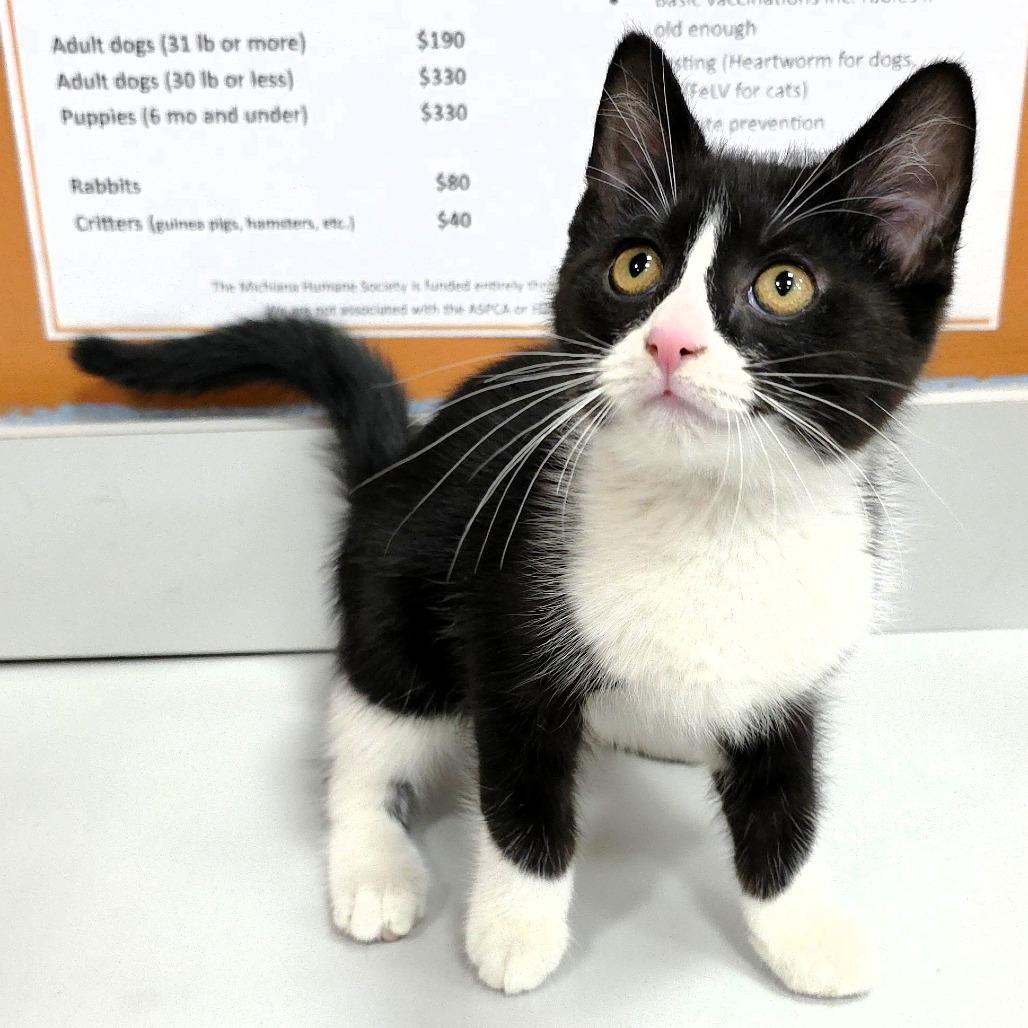 Balsamic, Adoptable, Kitten Male Domestic Short Hair.