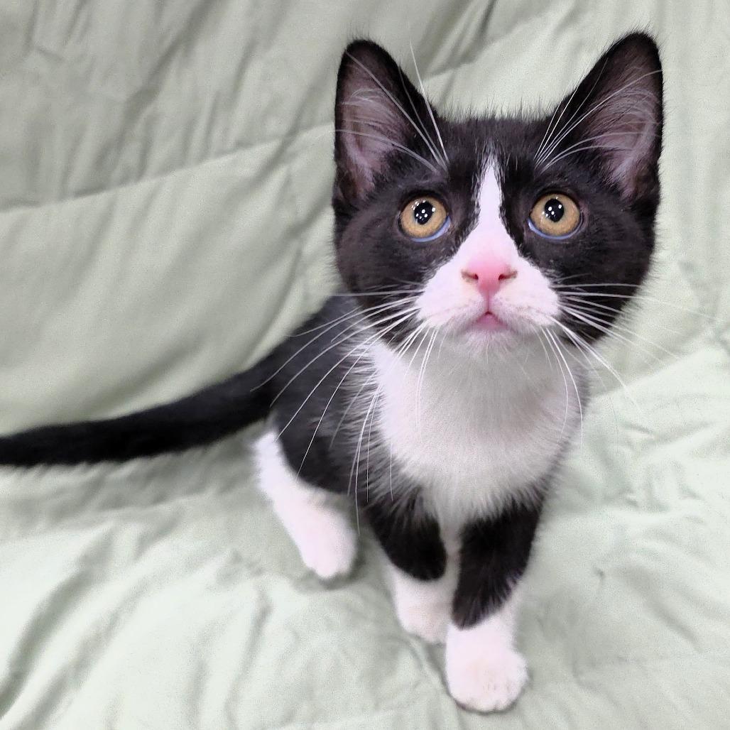 Balsamic, a Adoptable Domestic Short Hair in Michigan City, IN image 2/6