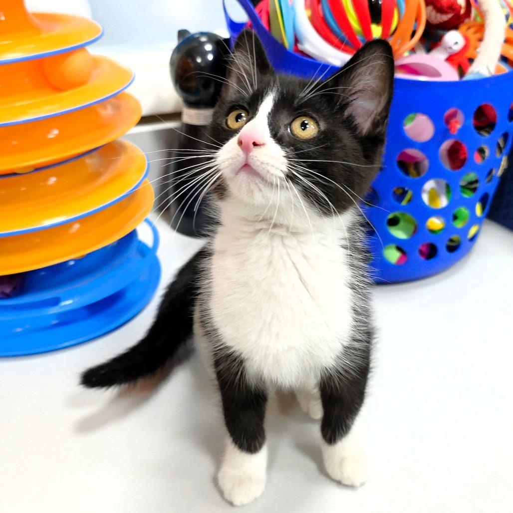 Balsamic, a Adoptable Domestic Short Hair in Michigan City, IN image 3/6