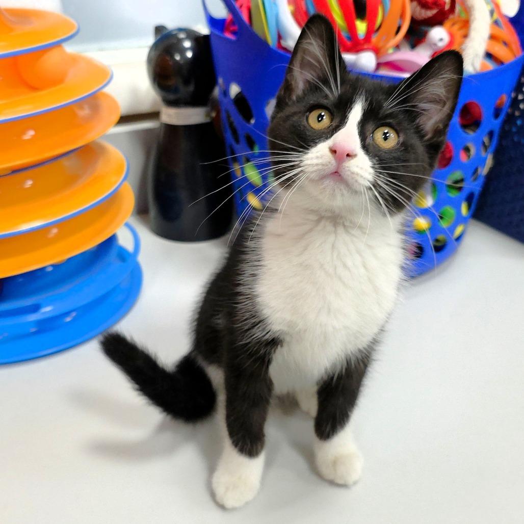 Balsamic, a Adoptable Domestic Short Hair in Michigan City, IN image 4/6