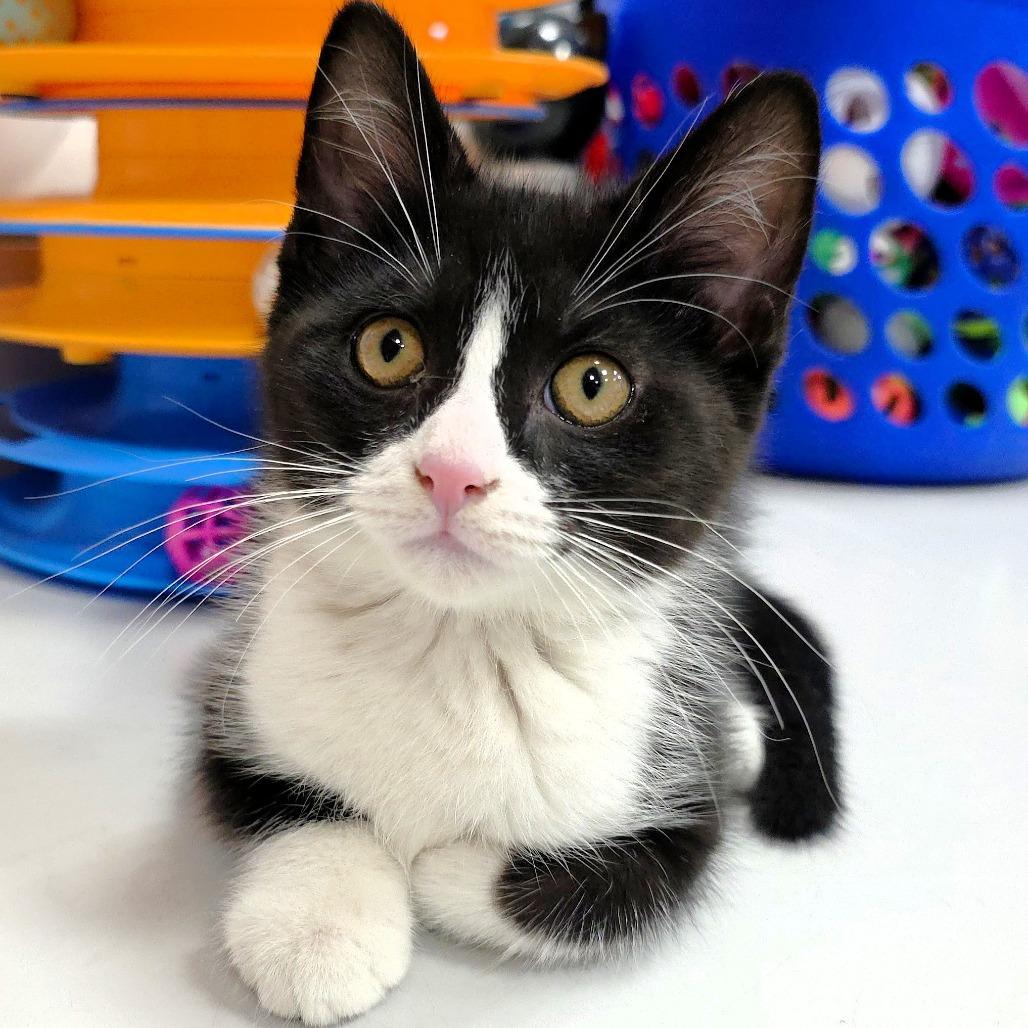 Balsamic, a Adoptable Domestic Short Hair in Michigan City, IN image 5/6