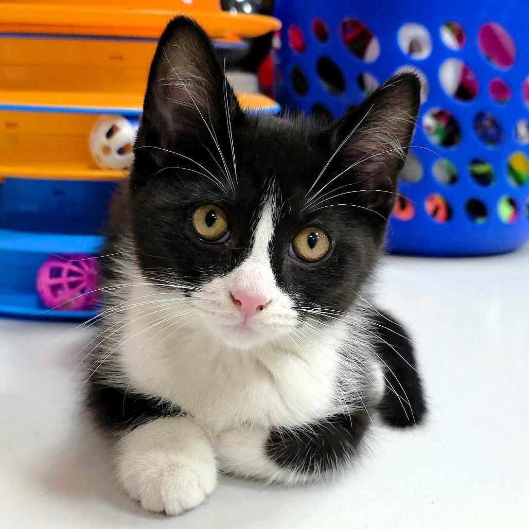 Balsamic, a Adoptable Domestic Short Hair in Michigan City, IN image 6/6