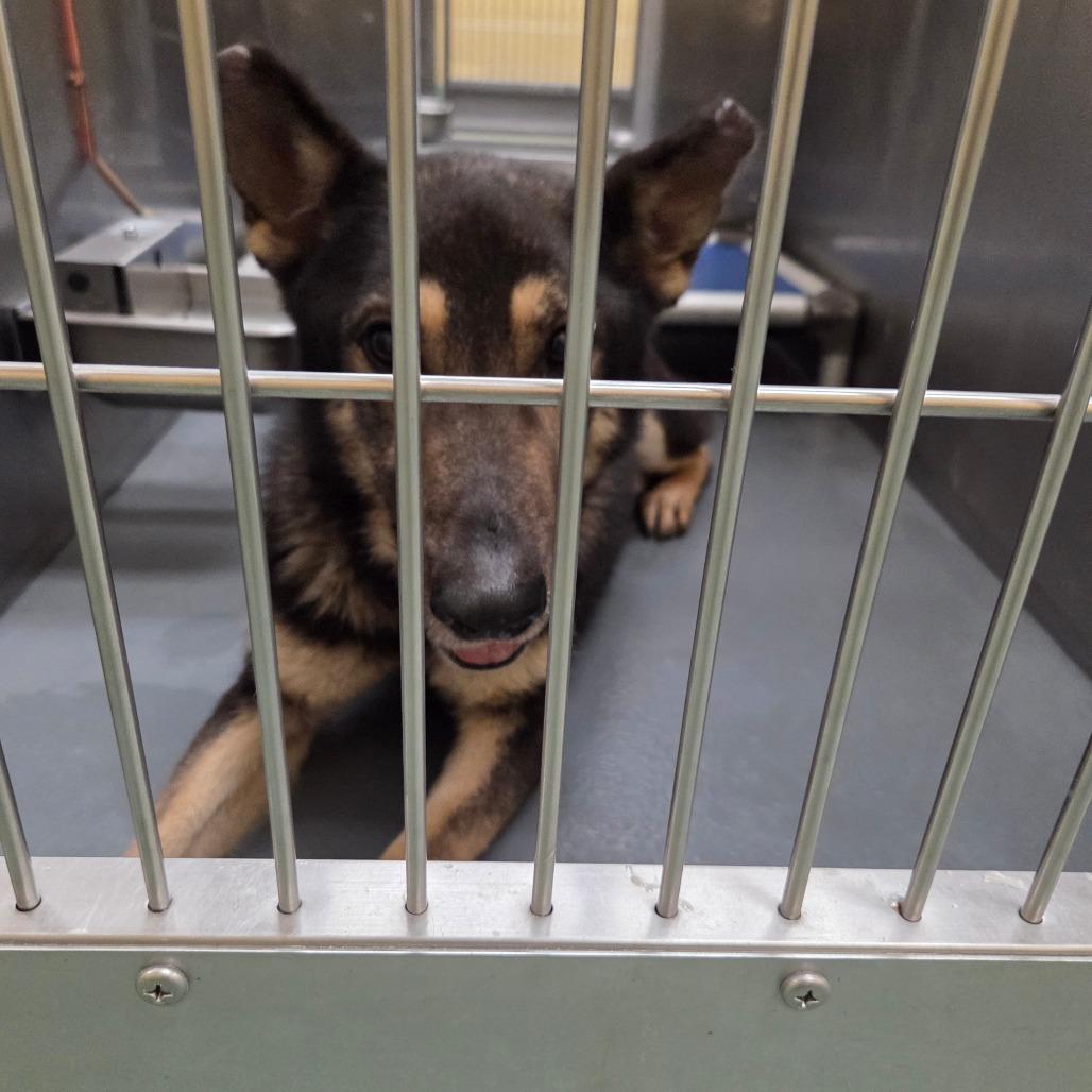 Enlarge Dewhite, a Adoptable Mixed Breed in Memphis, TN image 1/5