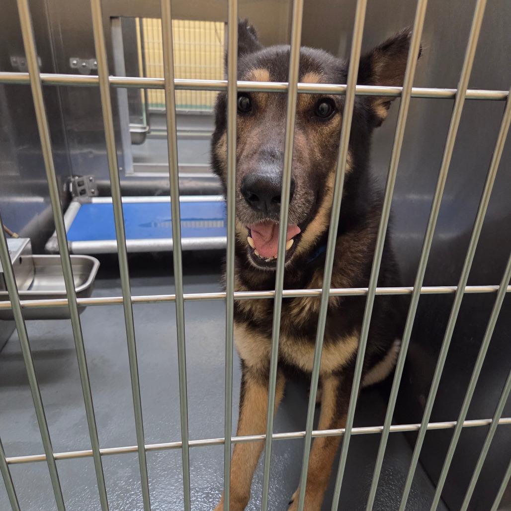 Enlarge Dewhite, a Adoptable Mixed Breed in Memphis, TN image 2/5