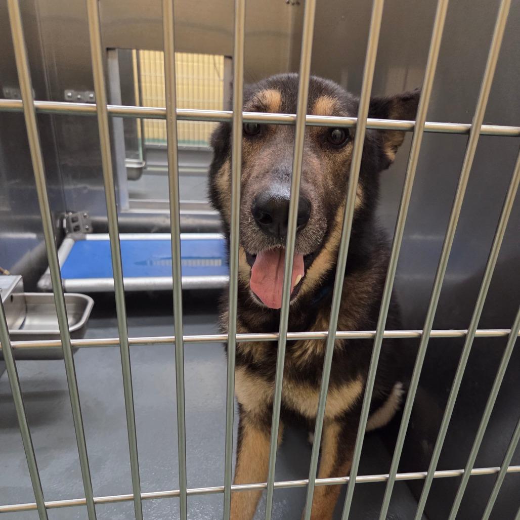 Enlarge Dewhite, a Adoptable Mixed Breed in Memphis, TN image 3/5