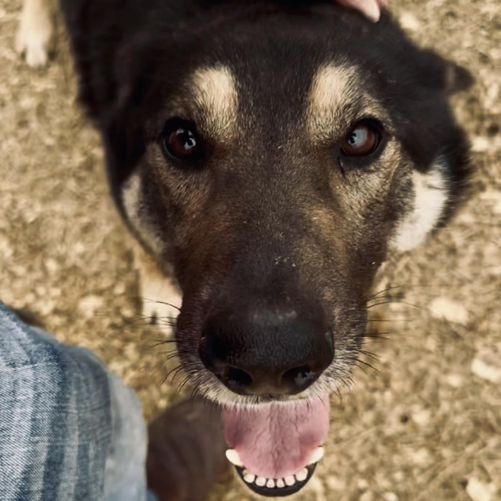 Enlarge Dewhite, a Adoptable Mixed Breed in Memphis, TN image 3/6