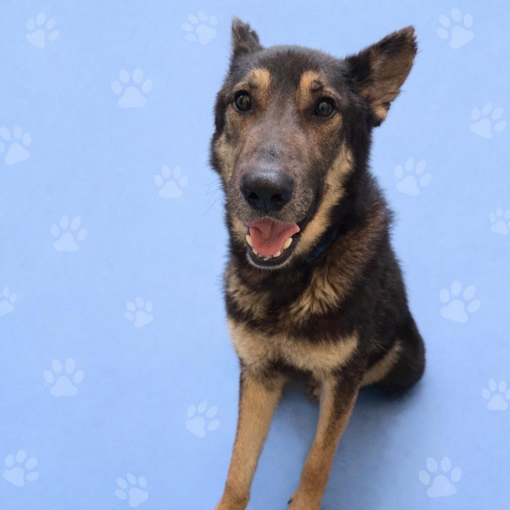 Enlarge Dewhite, a Adoptable Mixed Breed in Memphis, TN image 4/5