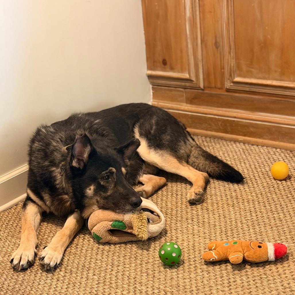 Enlarge Sammy, a Adoptable Mixed Breed in Memphis, TN image 3/5