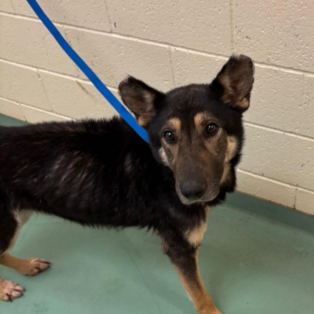 Enlarge Dewhite, a Adoptable Mixed Breed in Memphis, TN image 5/5