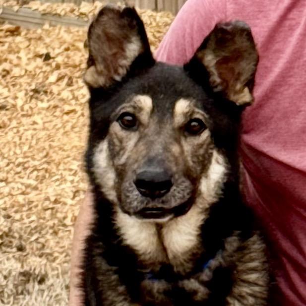 Enlarge Dewhite, a Adoptable Mixed Breed in Memphis, TN image 6/6