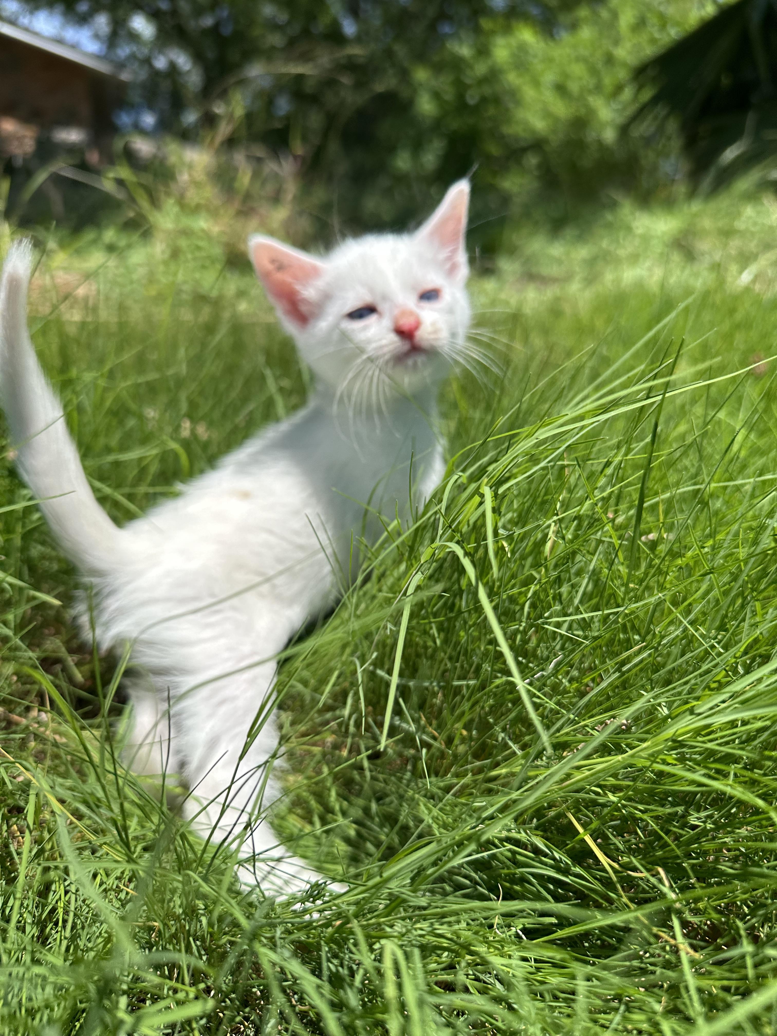 Archimedes, Adopted, Kitten Male Domestic Medium Hair.