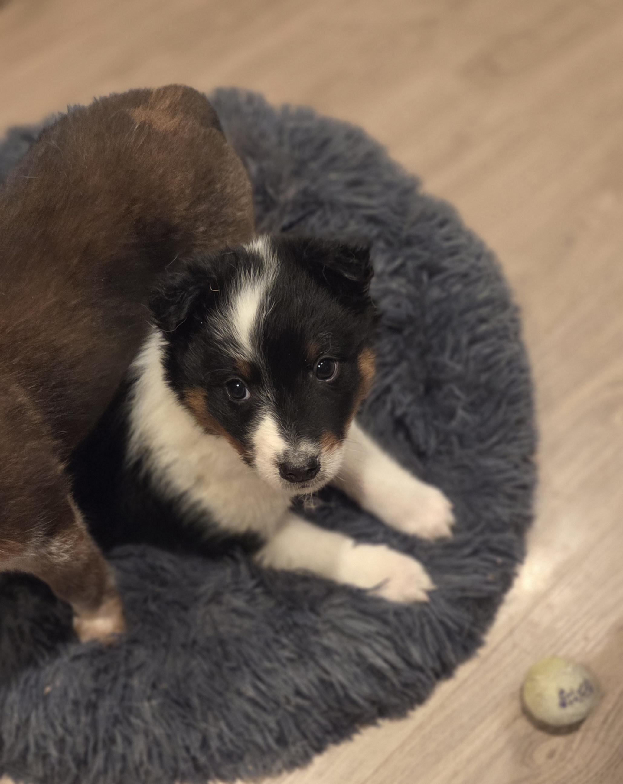 Enlarge Kirby, an adoptable mixed breed in Brookville, PA image 5/5