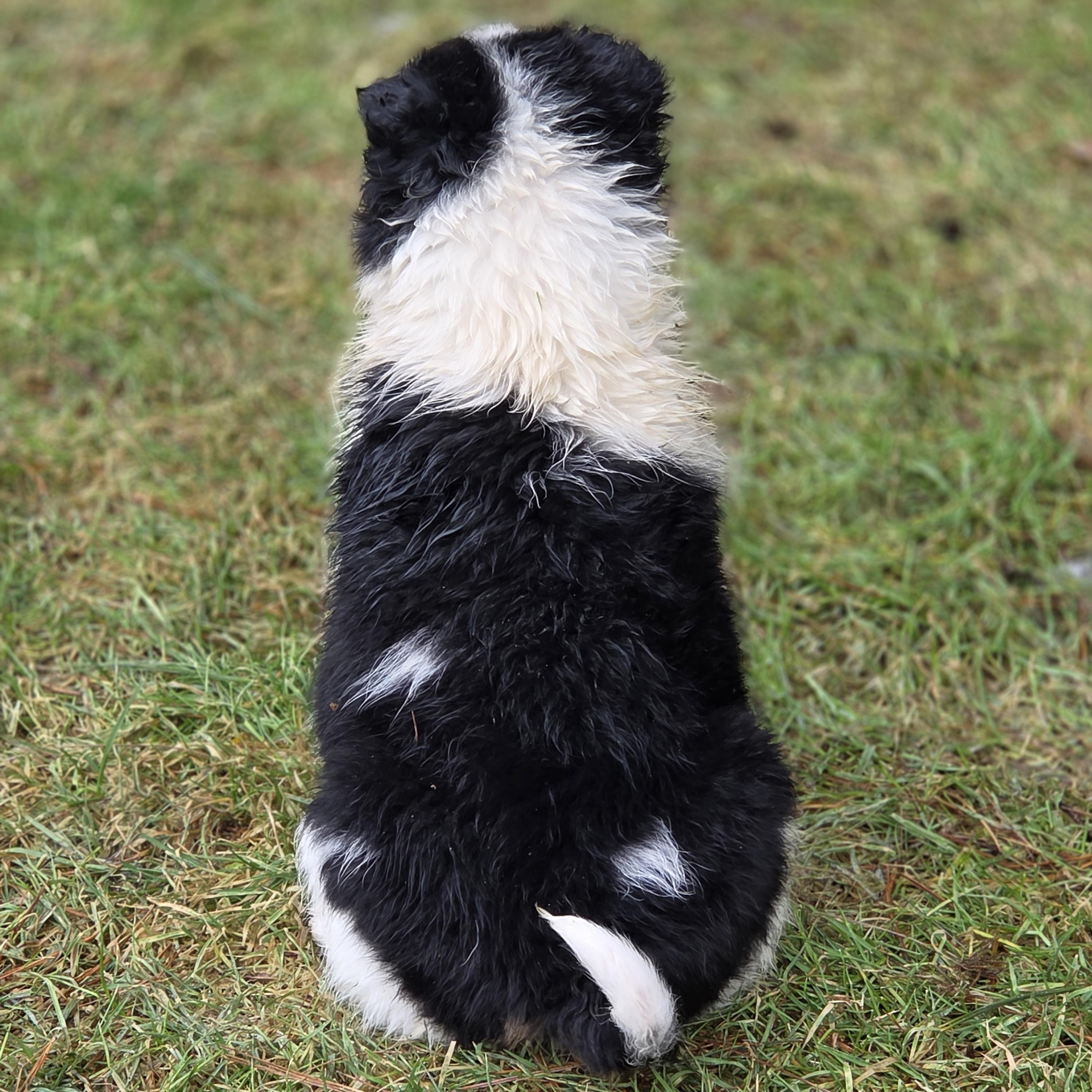 Enlarge Kirby, an adoptable mixed breed in Brookville, PA image 3/5