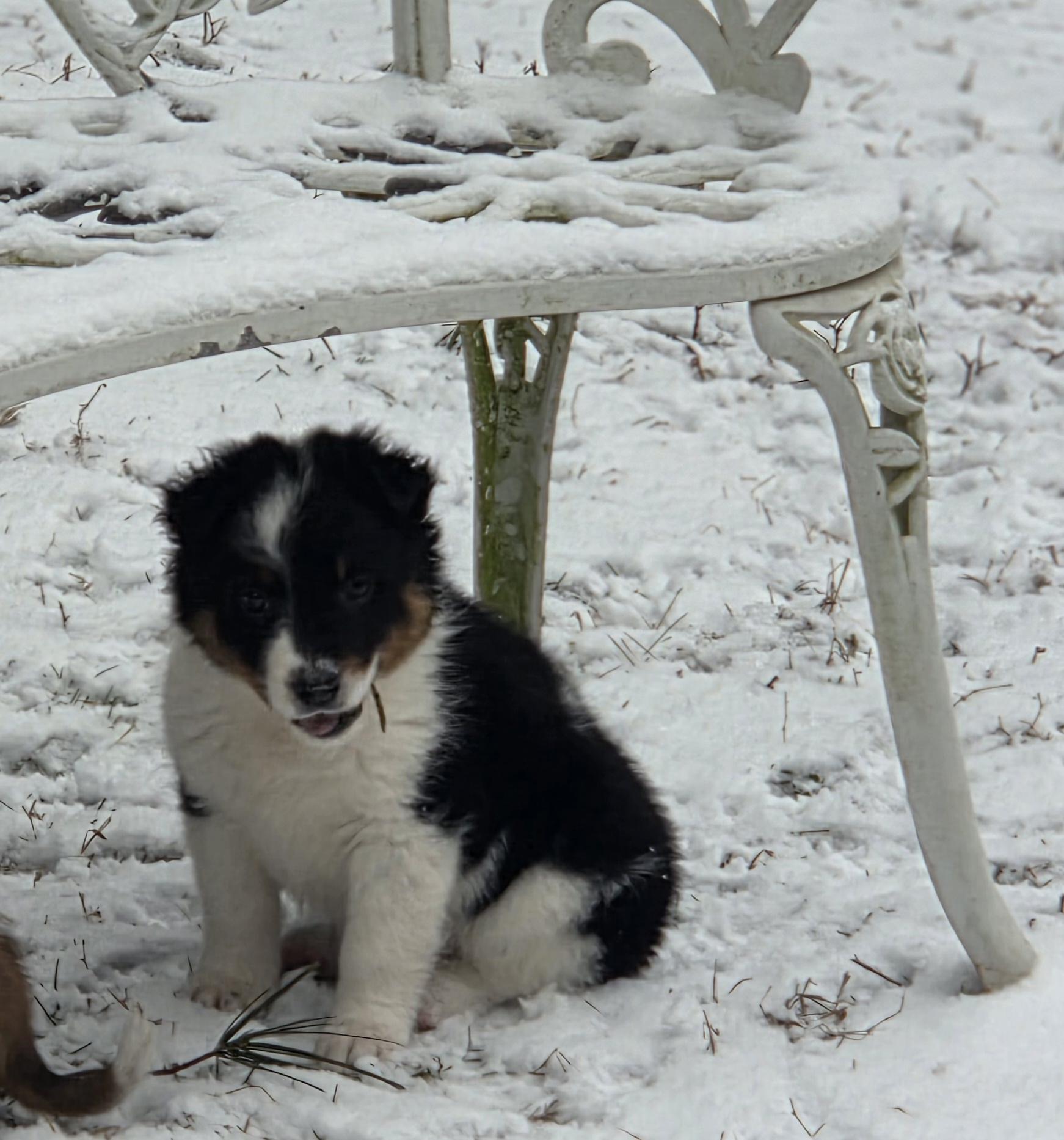 Enlarge Kirby, an adoptable mixed breed in Brookville, PA image 2/5