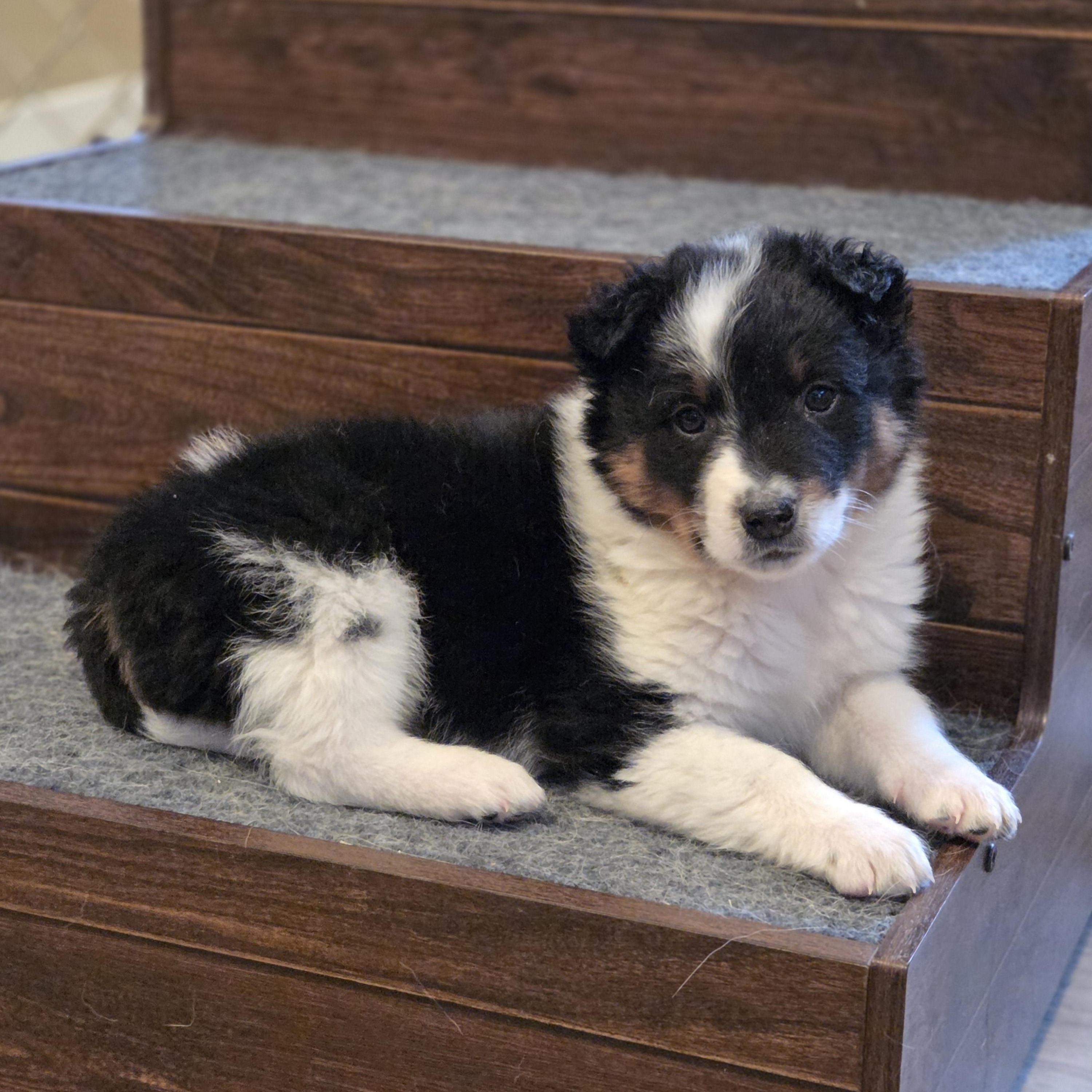 Enlarge Kirby, an adoptable mixed breed in Brookville, PA image 4/5