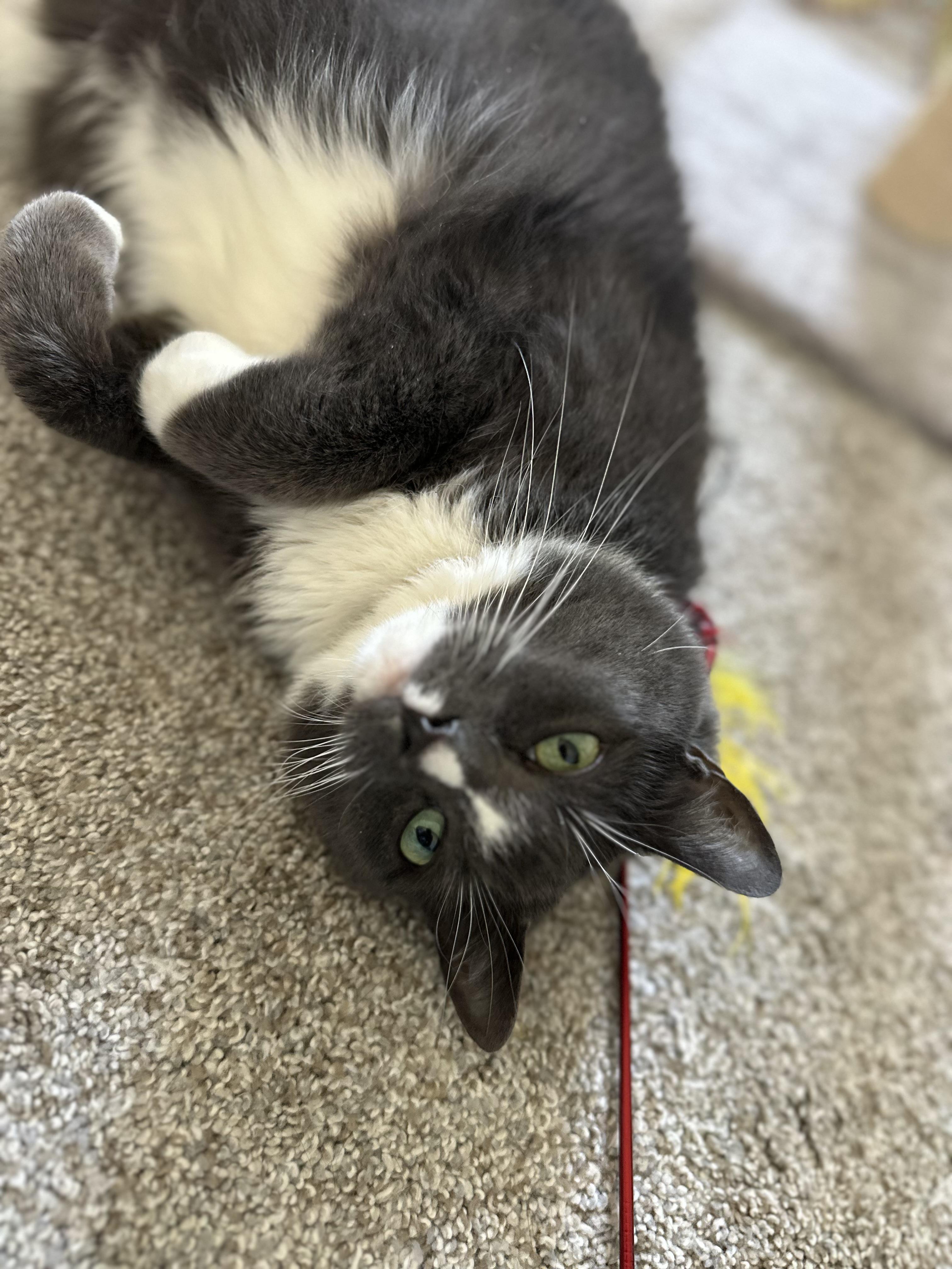 Enlarge Sadie, a Adoptable Domestic Short Hair in North East, MD image 6/6