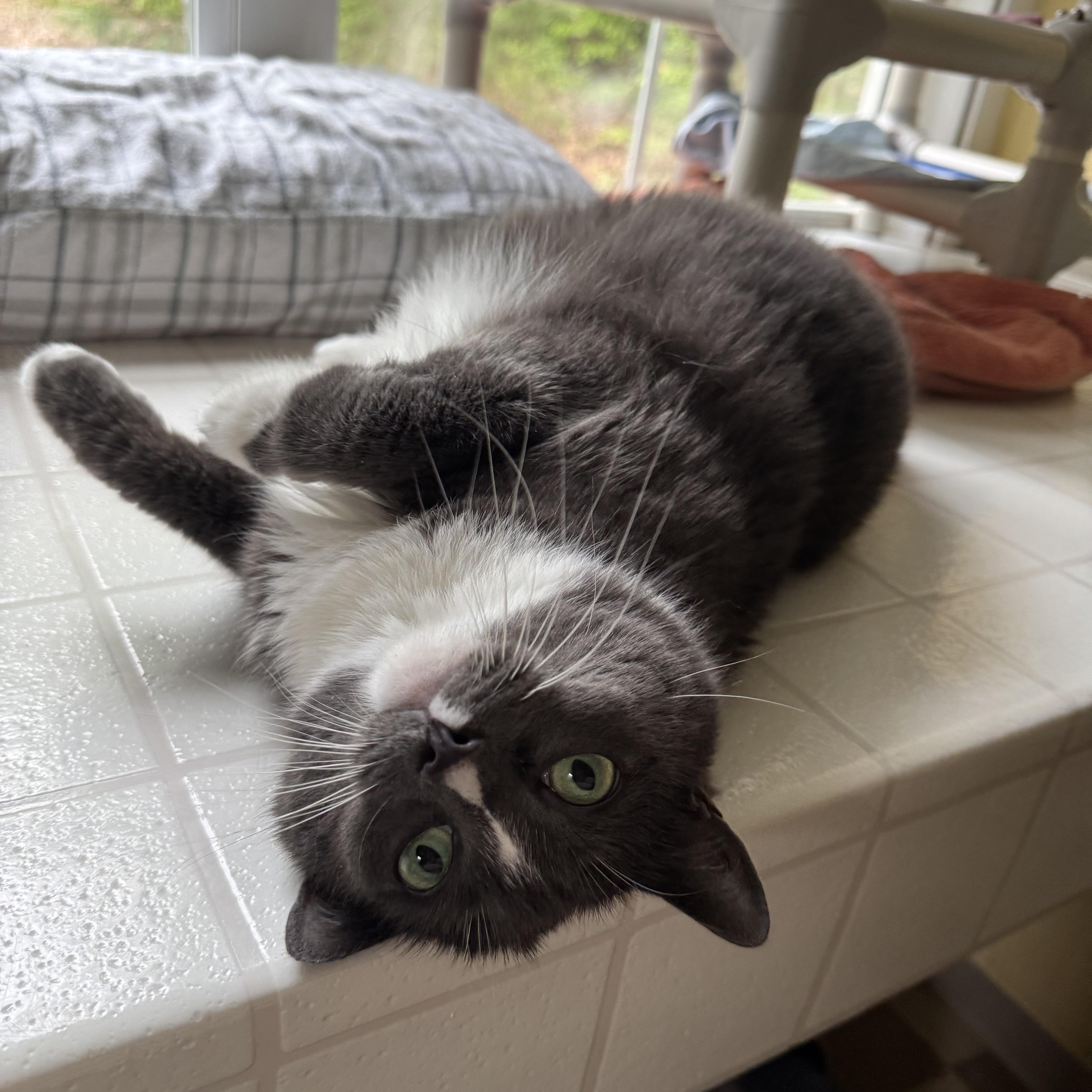 Enlarge Sadie, a Adoptable Domestic Short Hair in North East, MD image 2/3