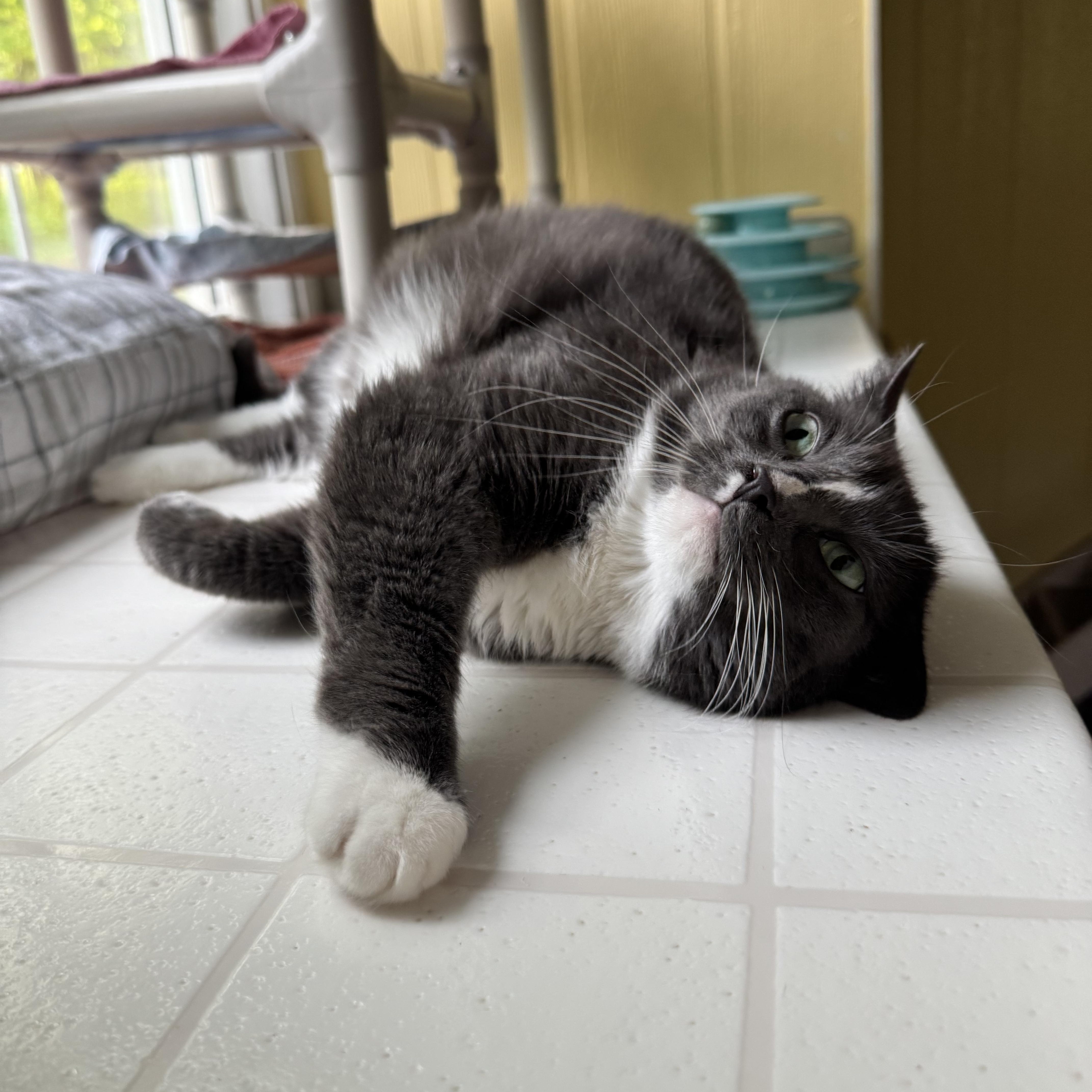 Enlarge Sadie, a Adoptable Domestic Short Hair in North East, MD image 3/3