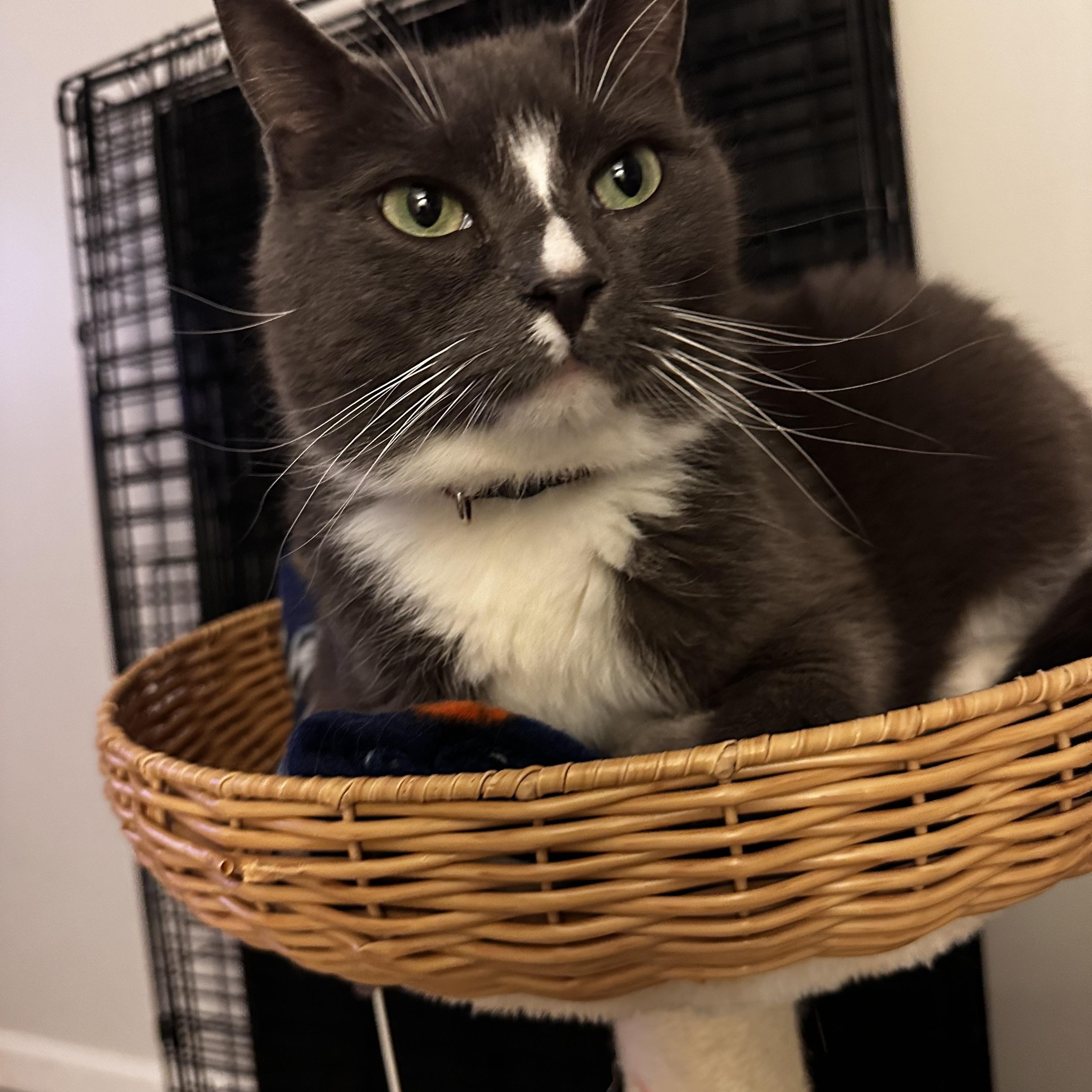 Sadie, Adoptable, Adult Female Domestic Short Hair.