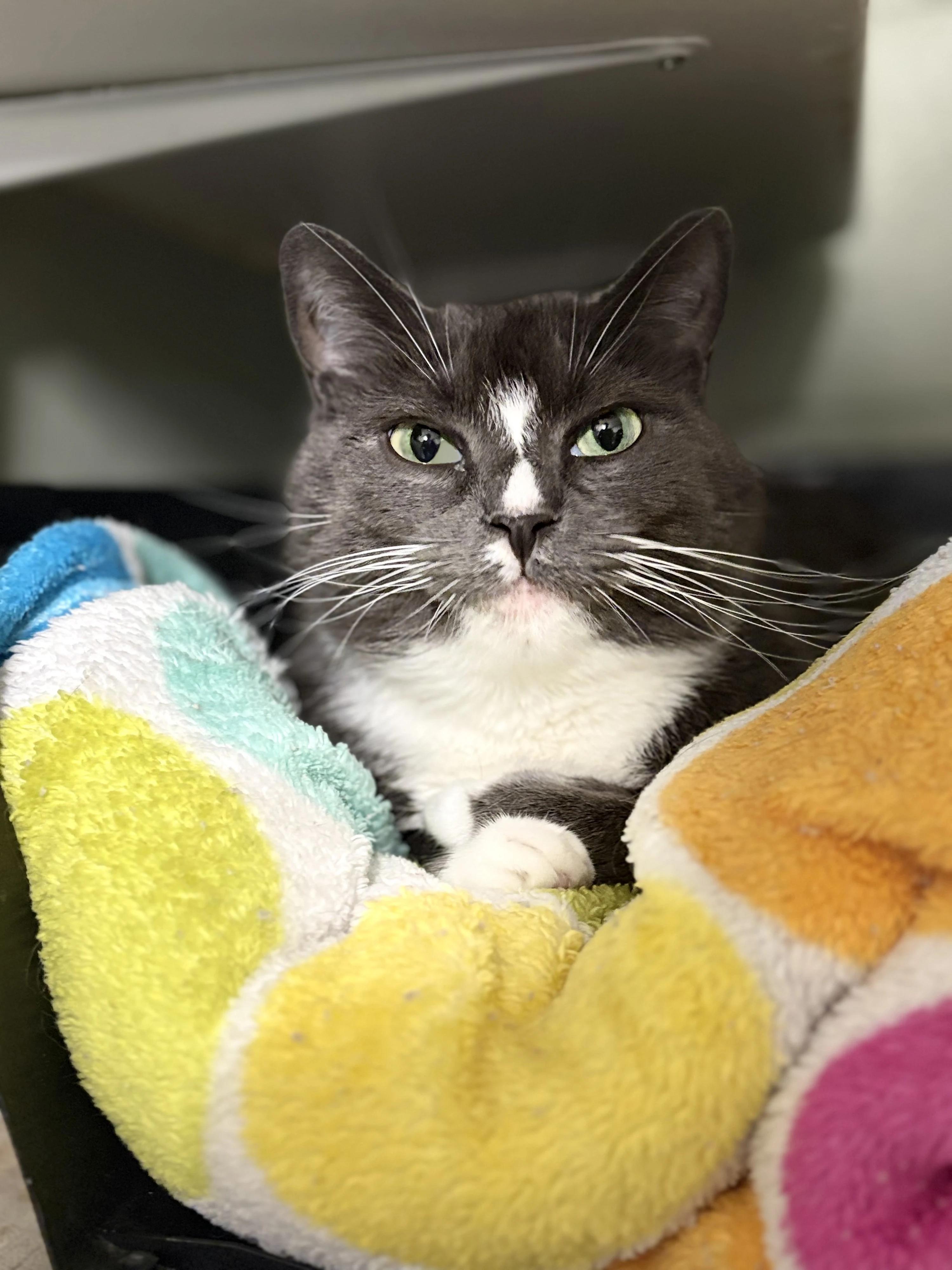 Sadie, Adoptable, Adult Female Domestic Short Hair.