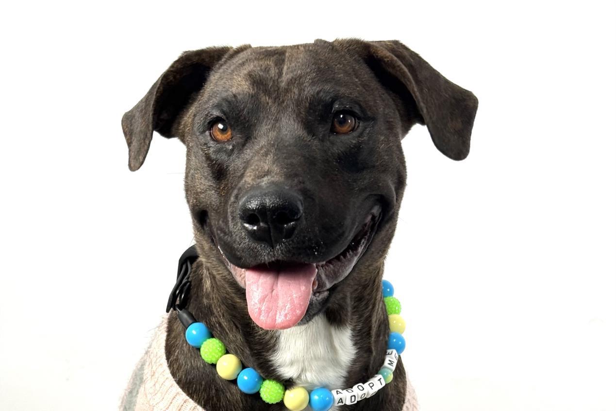 Enlarge TILLY, a Adoptable Pit Bull Terrier in Loveland, CO image 1/1