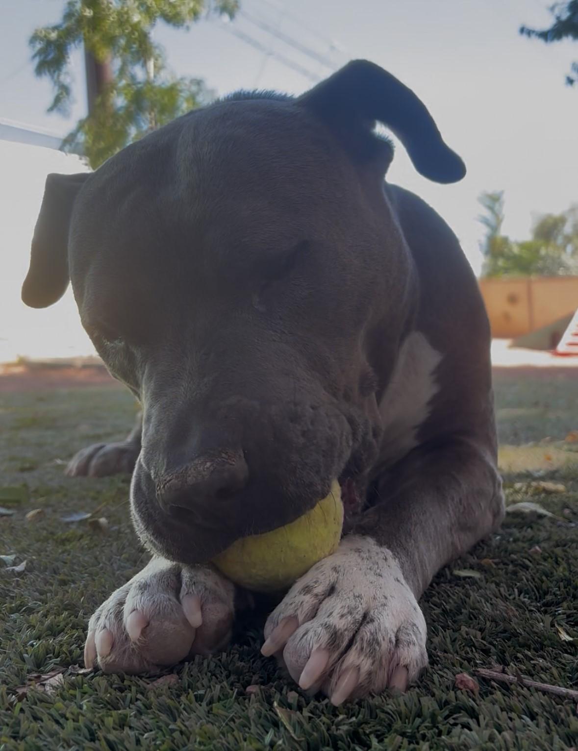 Enlarge Max, a Adoptable mixed breed in Payson, AZ image 4/6