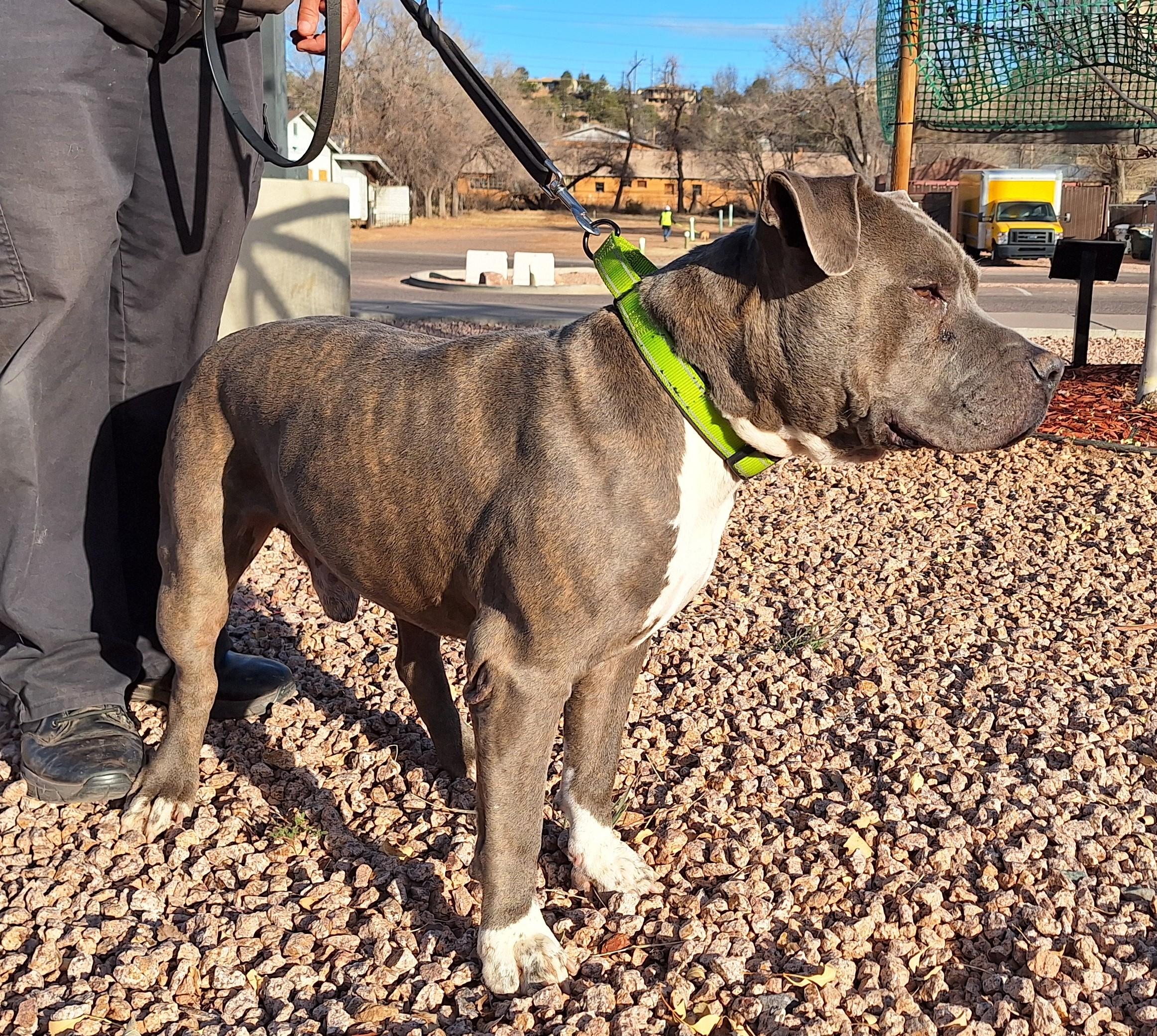 Max, Adoptable, Senior Male Pit Bull Terrier.