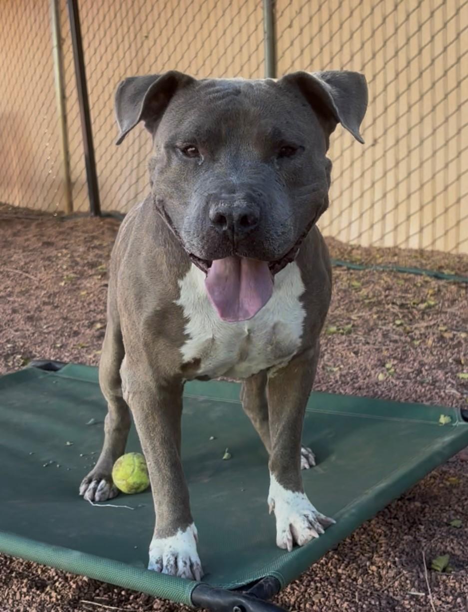 Enlarge Max, a Adoptable mixed breed in Payson, AZ image 3/6