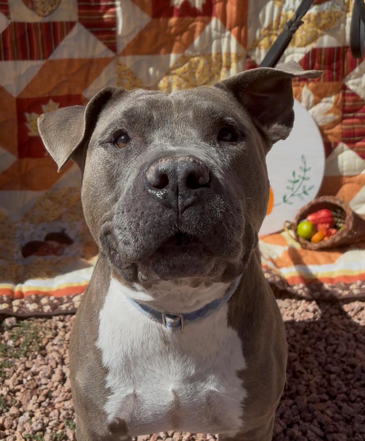 Max, Adoptable, Senior Male Pit Bull Terrier.